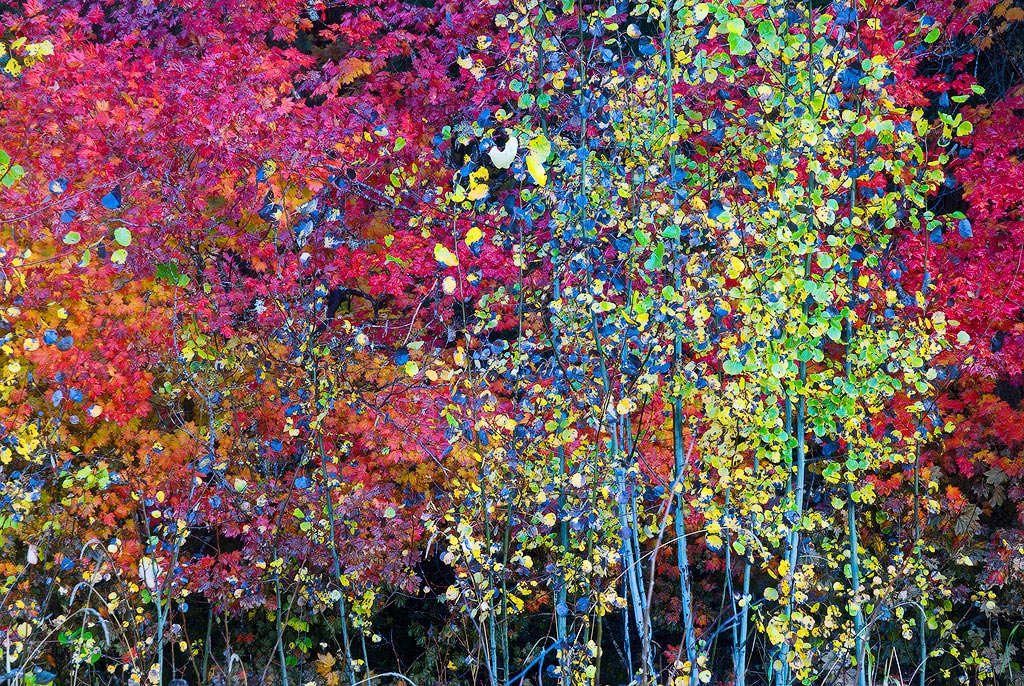 Fall's Fiesta