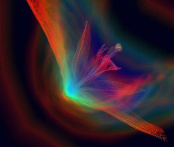 Galactic Lily