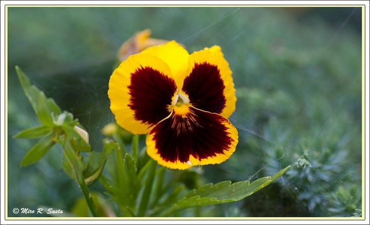 Yellow-Purple Pansy