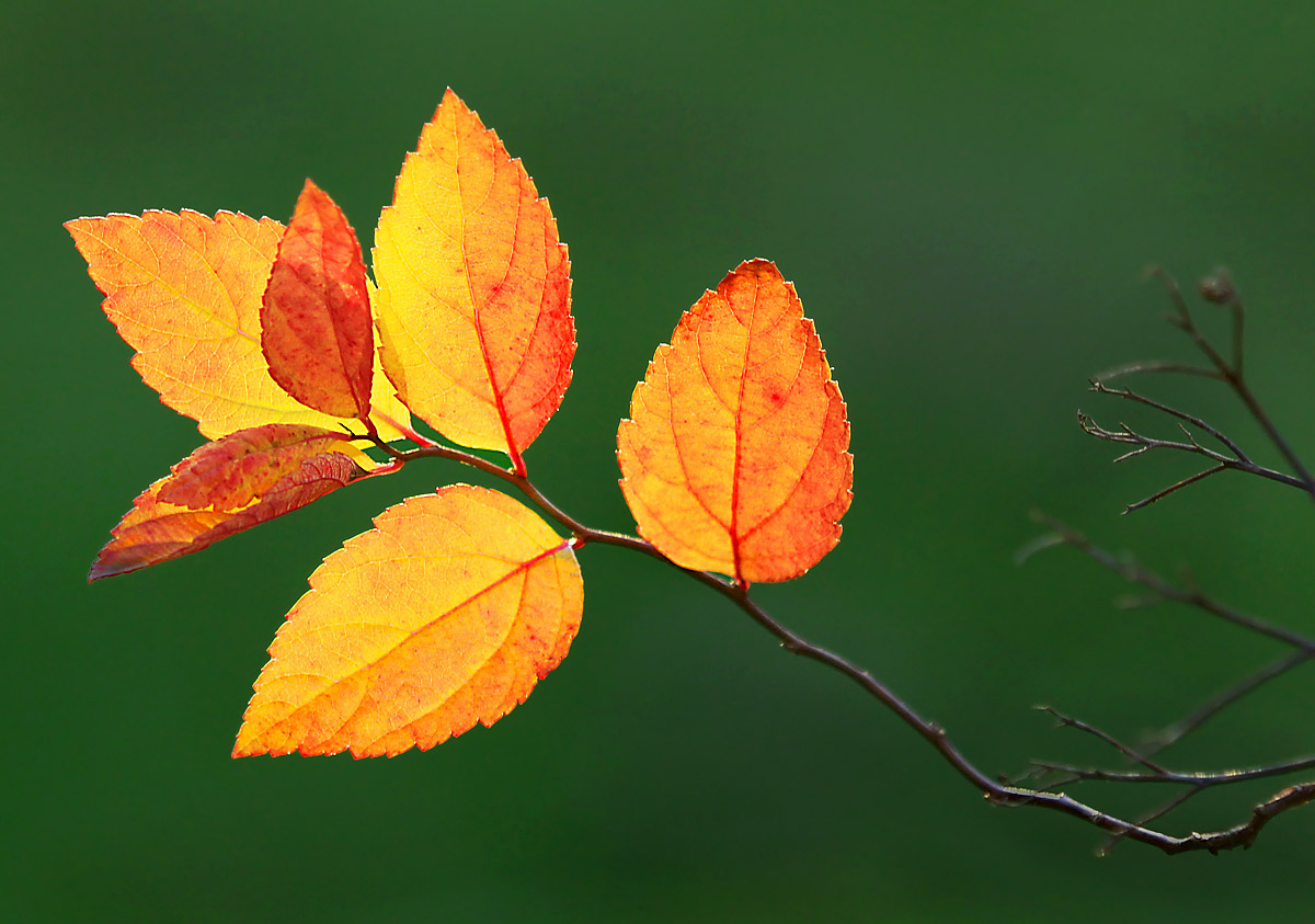 Back-lit leaves
