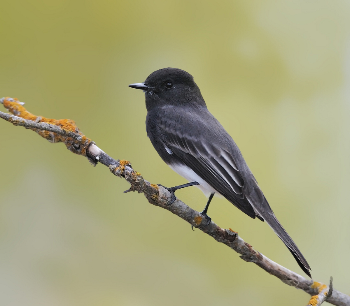 Black Phoebe