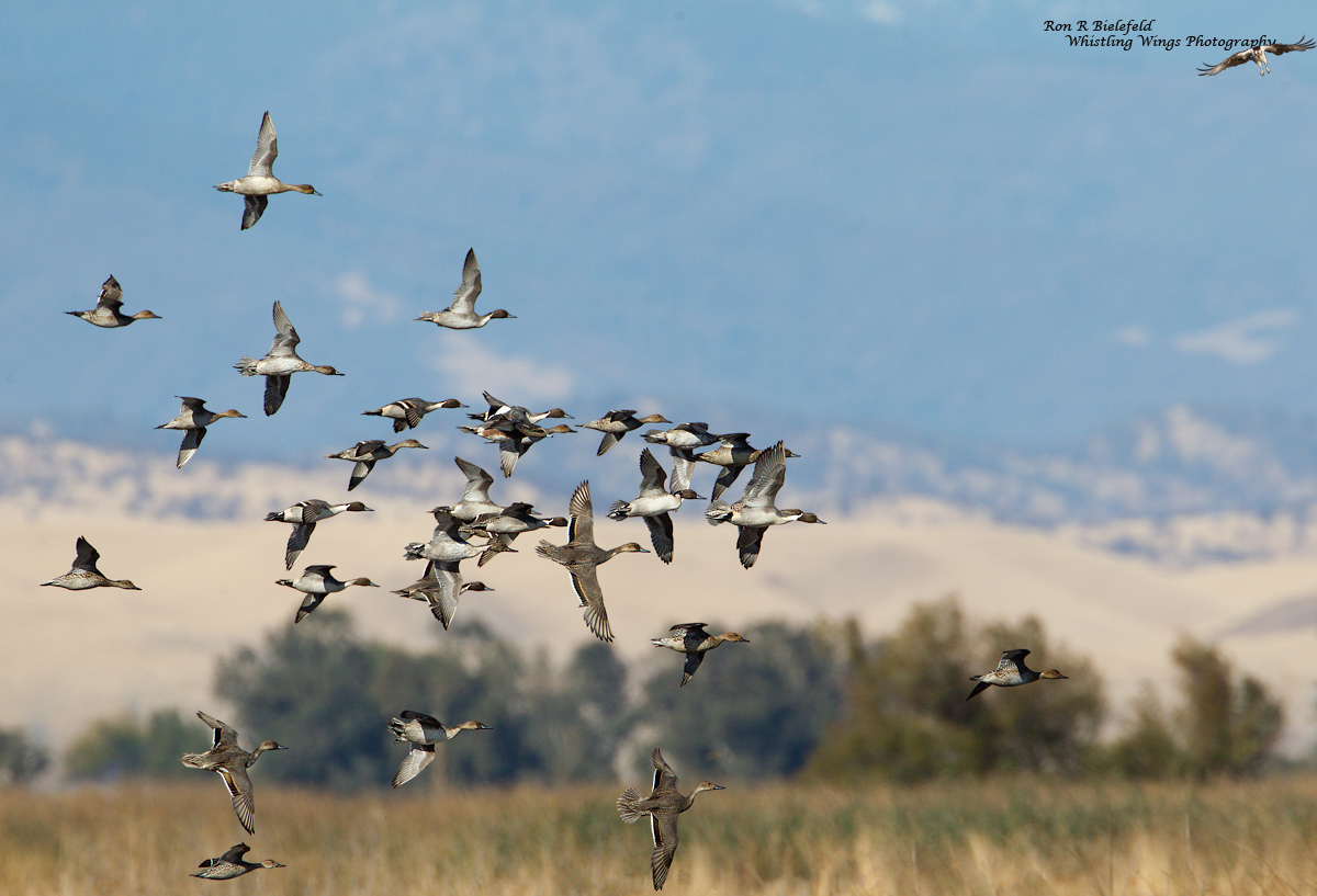 Northern Pintails