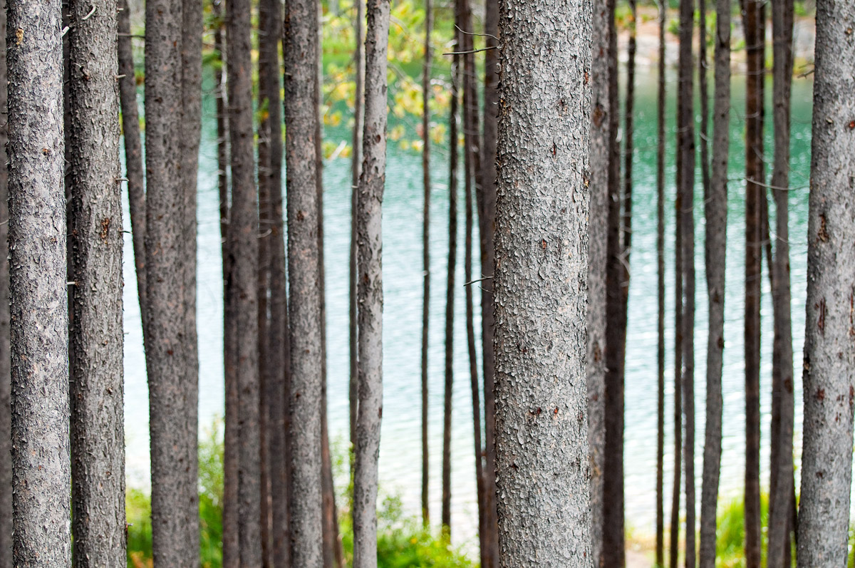 Trees at Lake Herbert