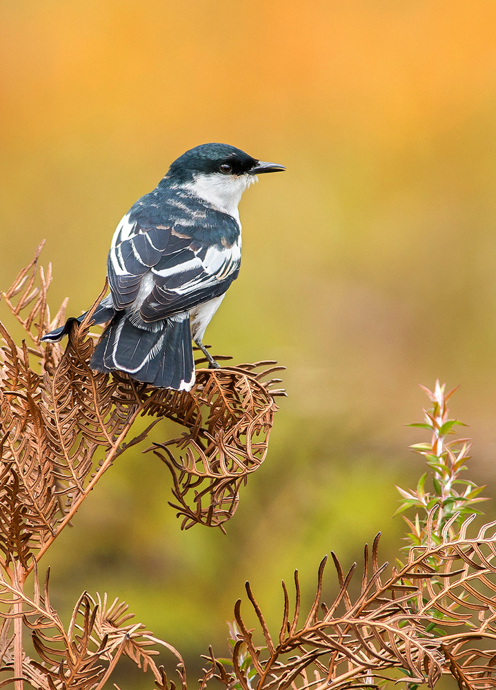 White-winged Triller