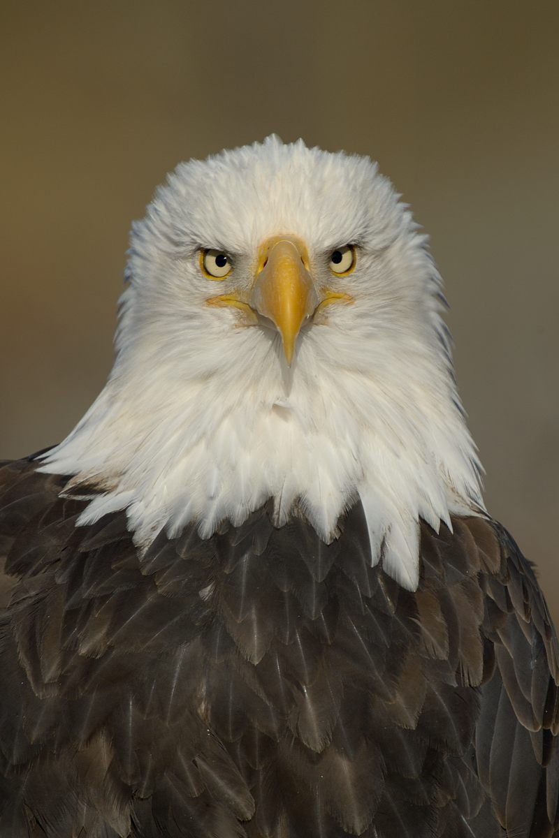 Eagle Portrait