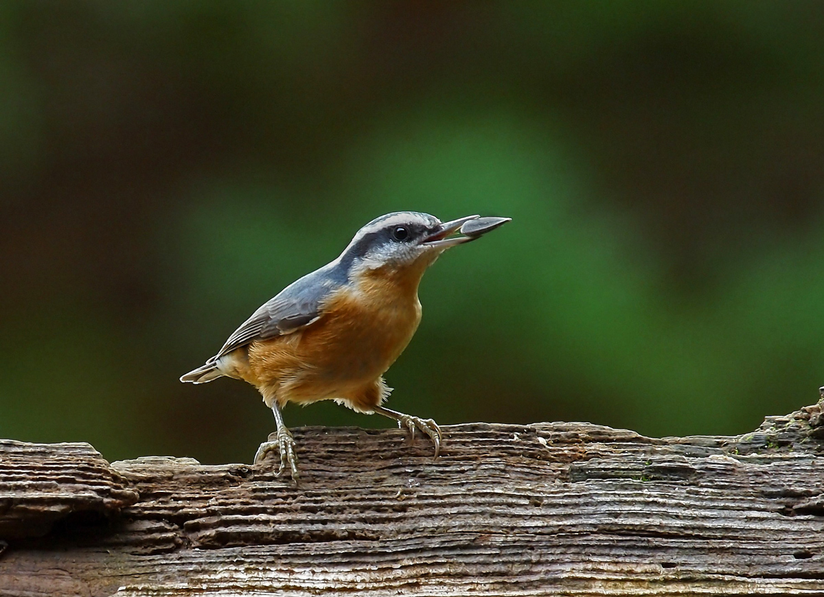 Red-breasted Nuthatch