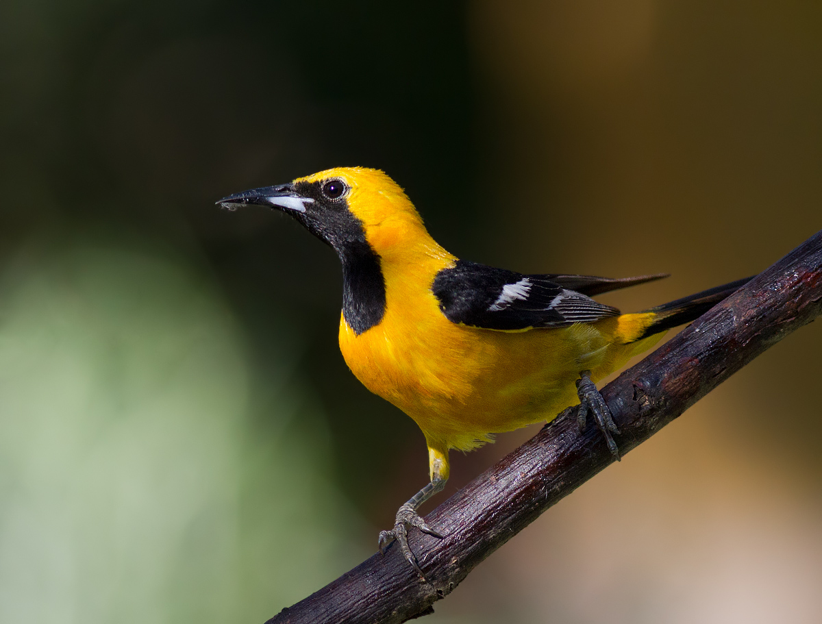 Hooded Oriole
