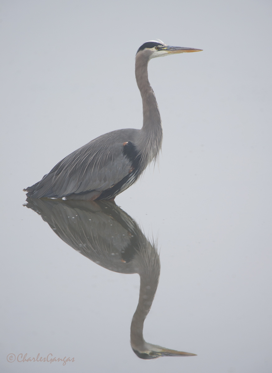 Great Blue
