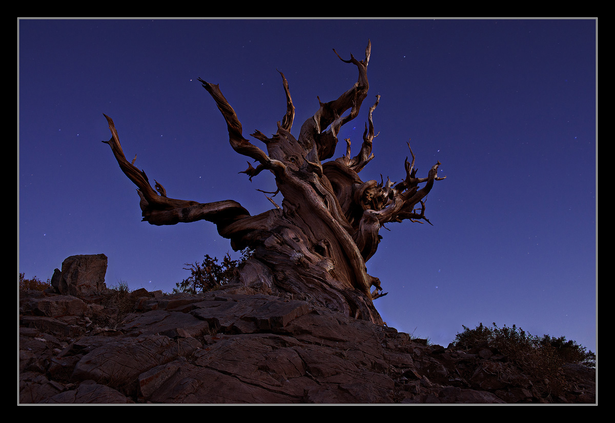 The Night Watchman