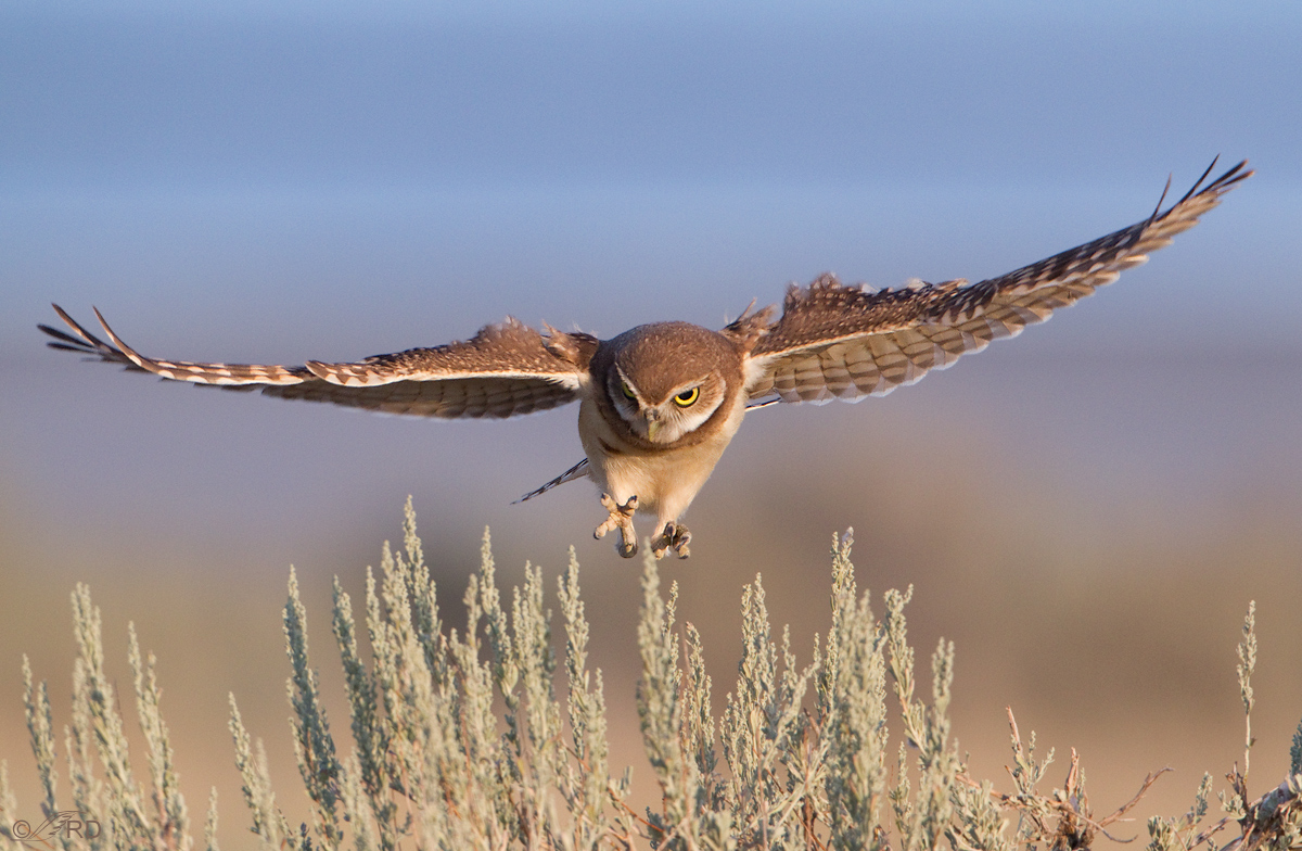 Burrowing Owl