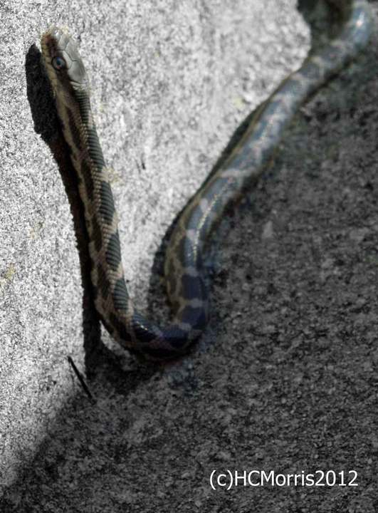 snake