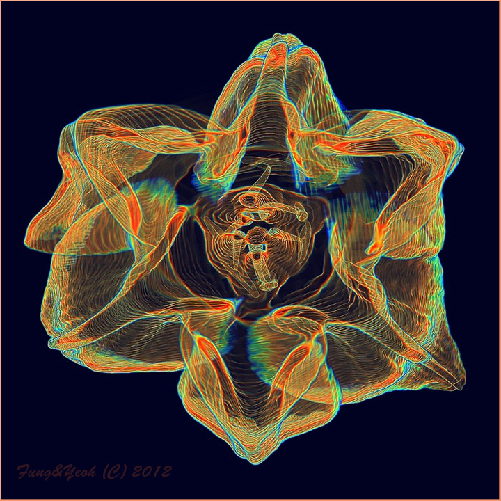 Topographic Lily