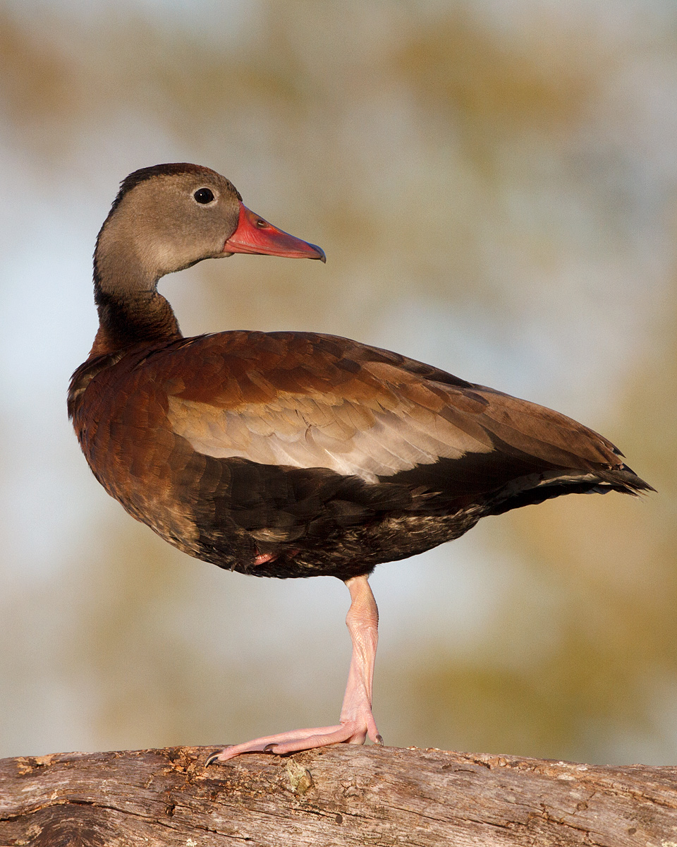 Whistling Duck
