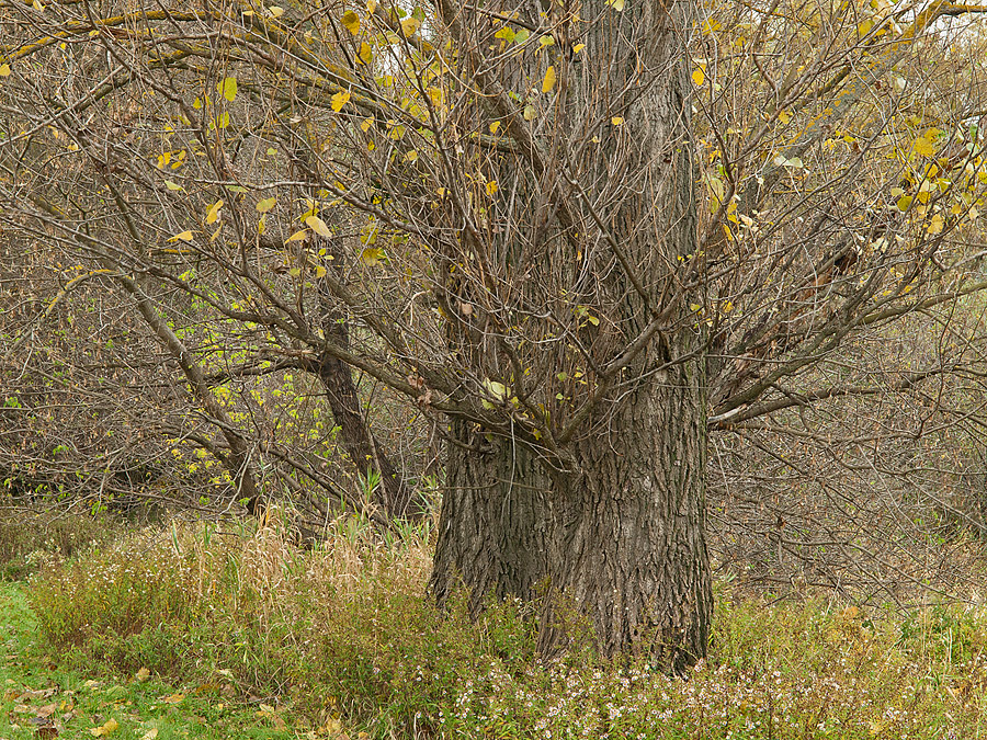 Morava Floodplains II