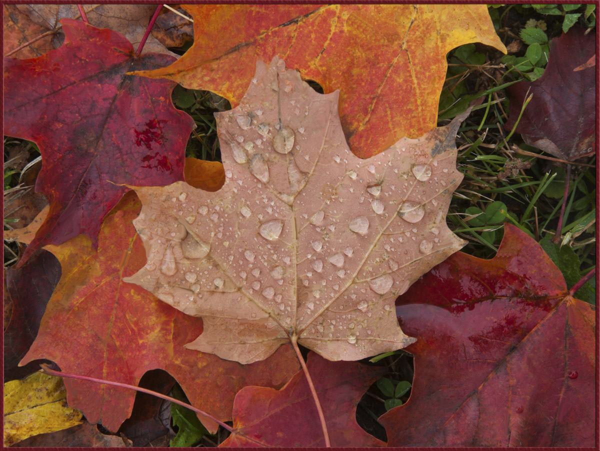 WC #558- leaf macro