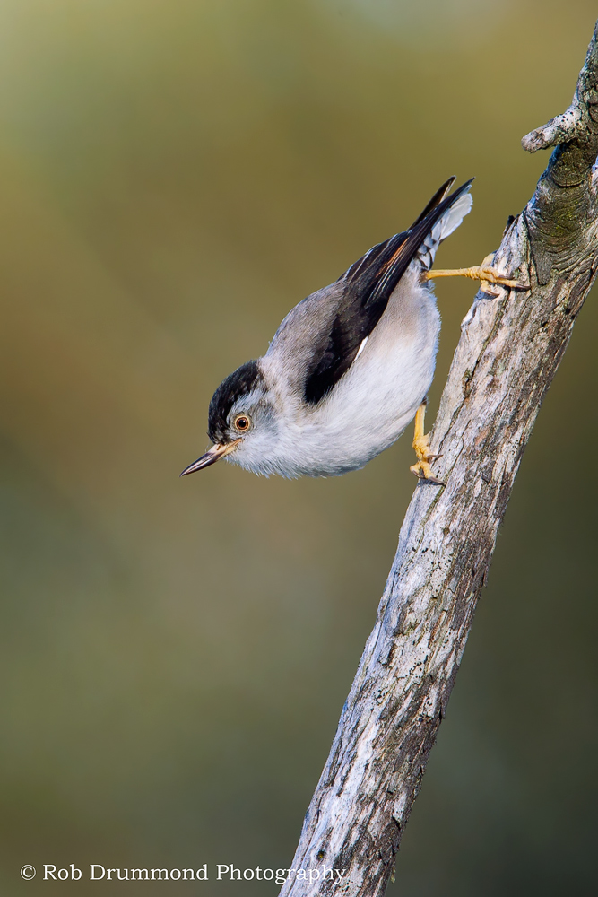 Varied Sittella