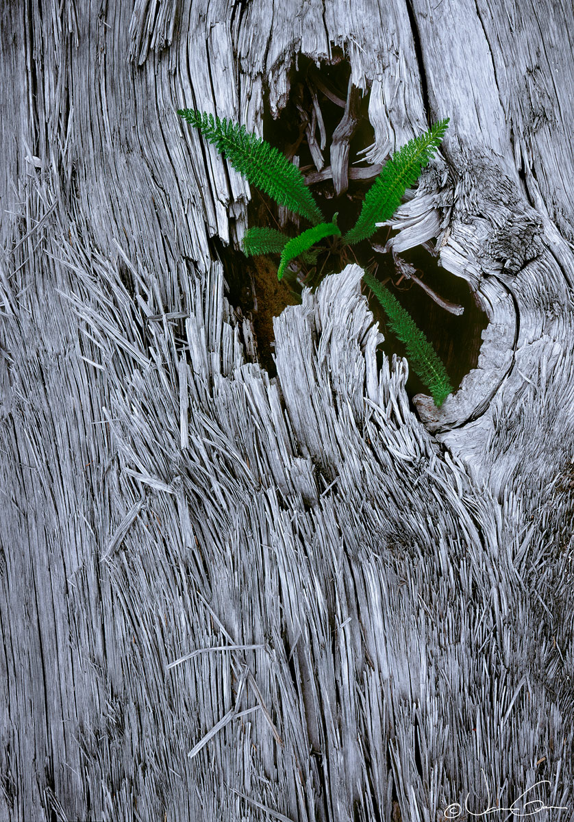 Green in the Gray