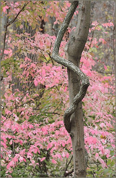 Twisted (w/repost)