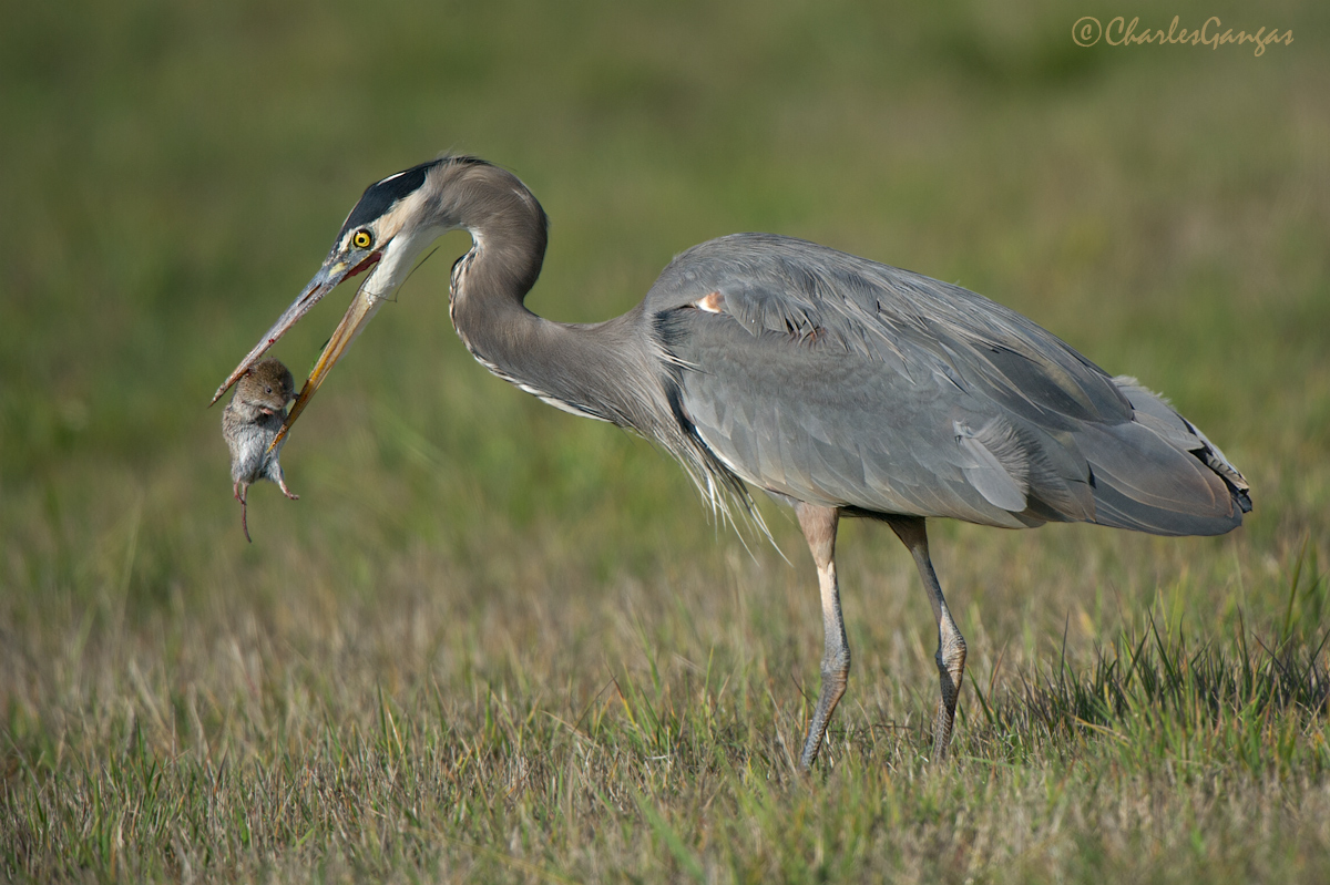 GBH w/Prey