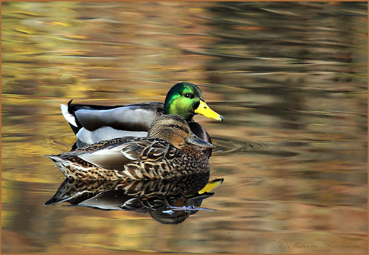 Mallard Pair