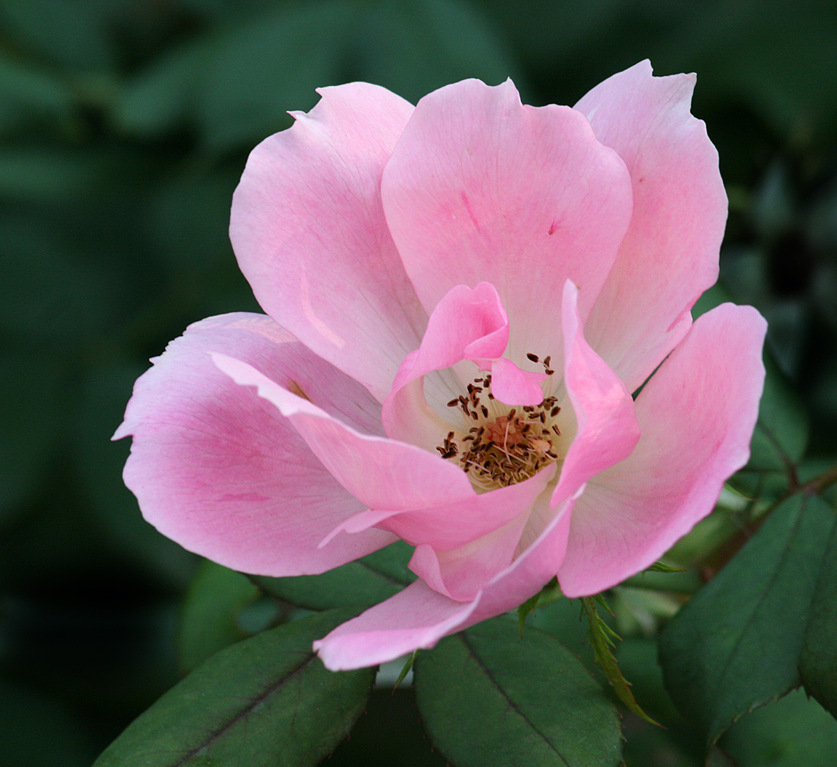 Pink Flower