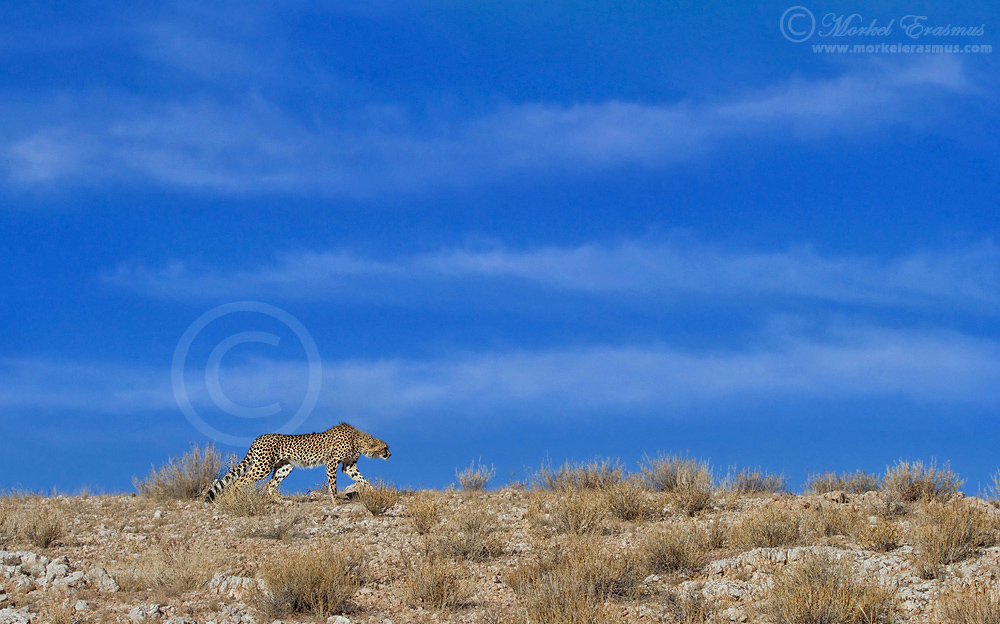 Stalker on the Ridge