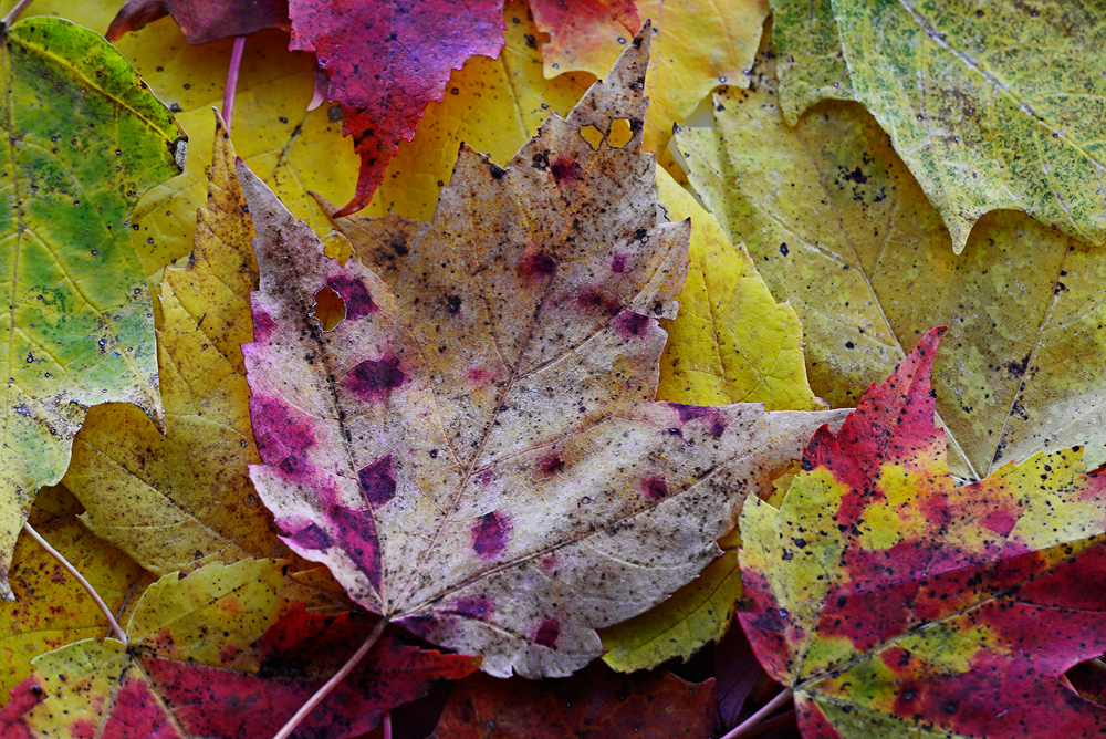 Autumn Leaves #4