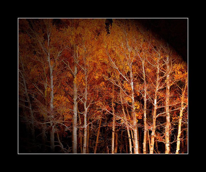 Looking for Trees