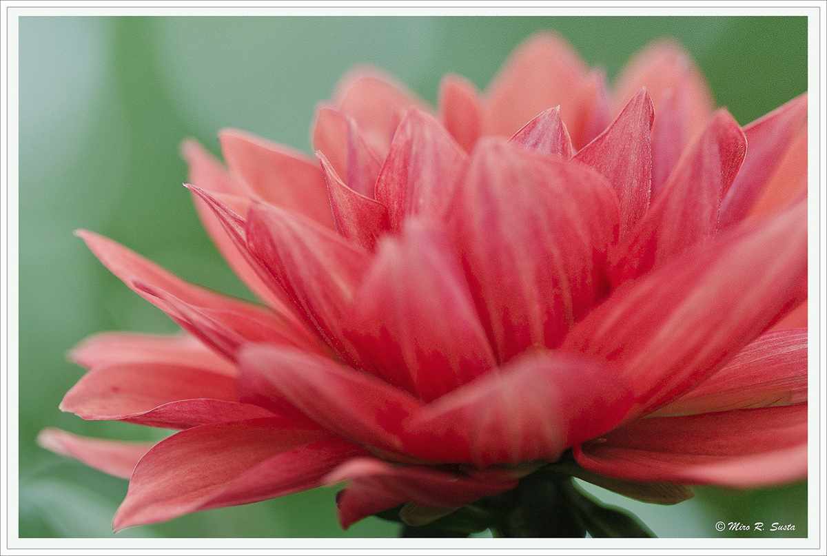Red Dahlia