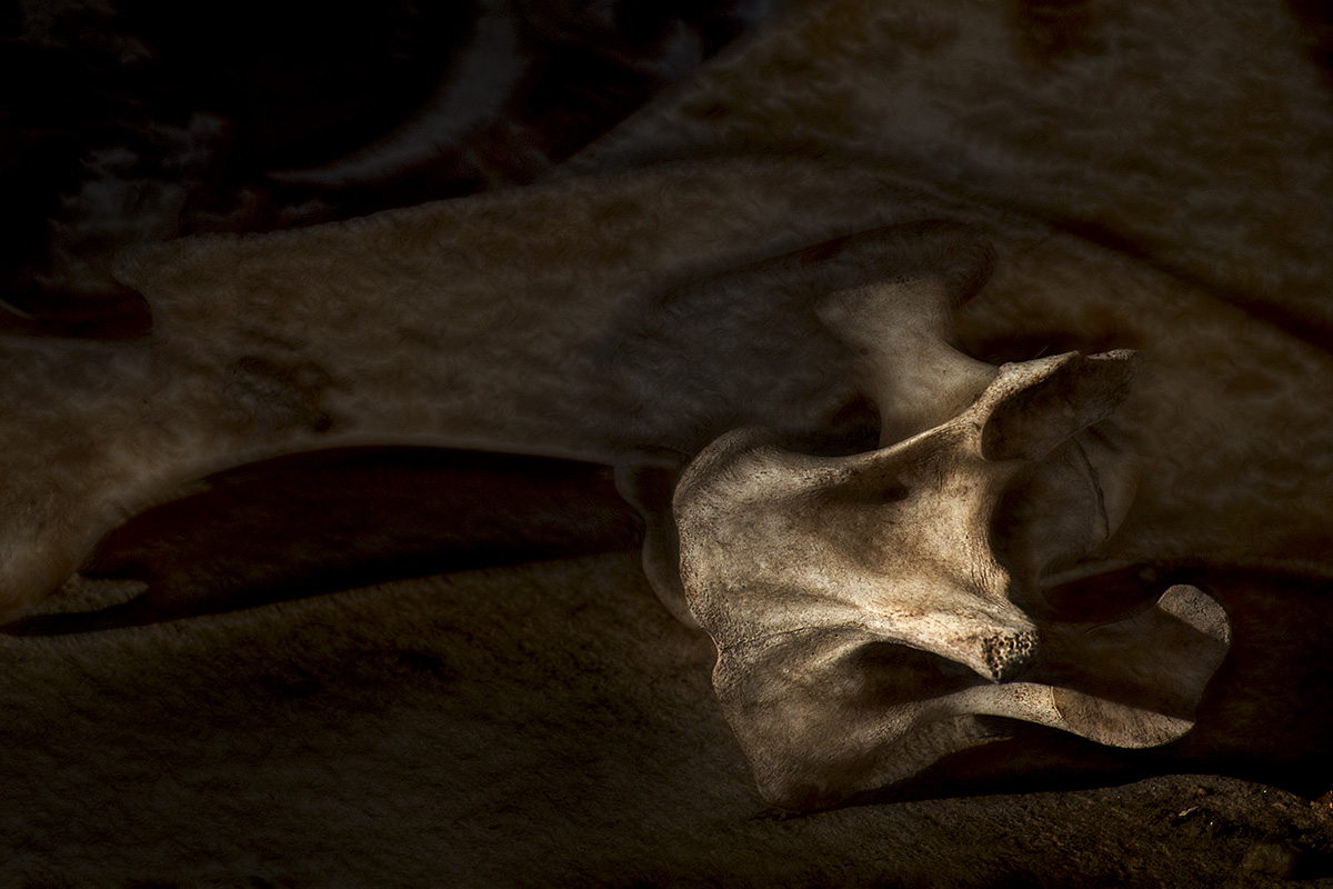 Bones 2