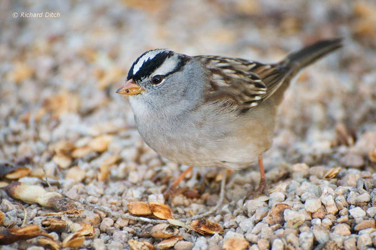 White-crowned Sparrow