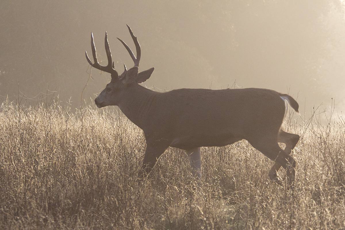 Back lit buck