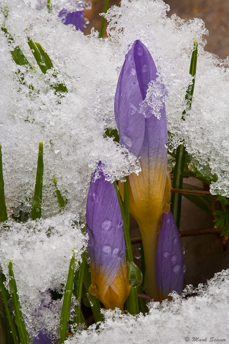 Snowy Crocus