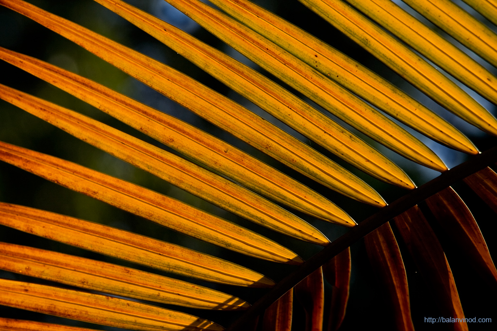 Last Rays