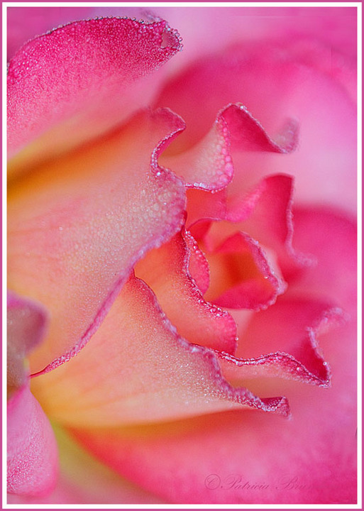 Morning Dew