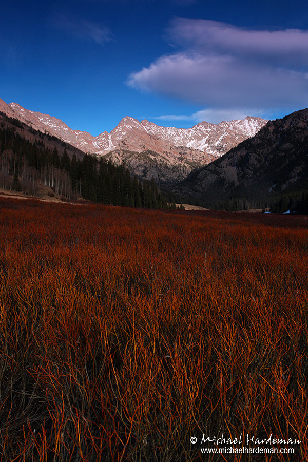 Fireweed