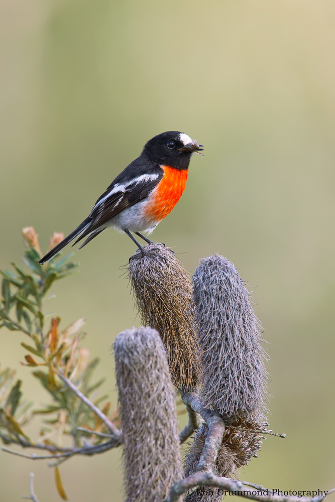 Scarlet Robin