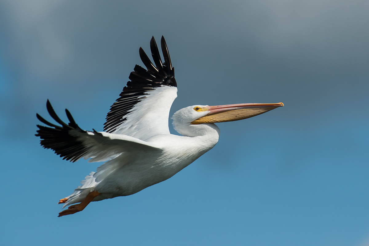 White Pelican