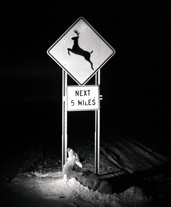 Deer Crossing