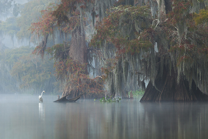 Great Egret Birdscape