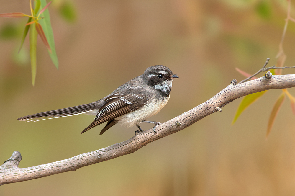 Grey Fantail