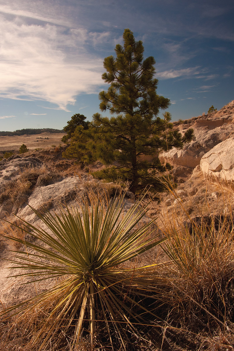 Yucca and Tree
