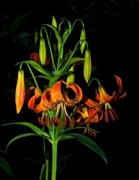 Turks Cap Lilly
