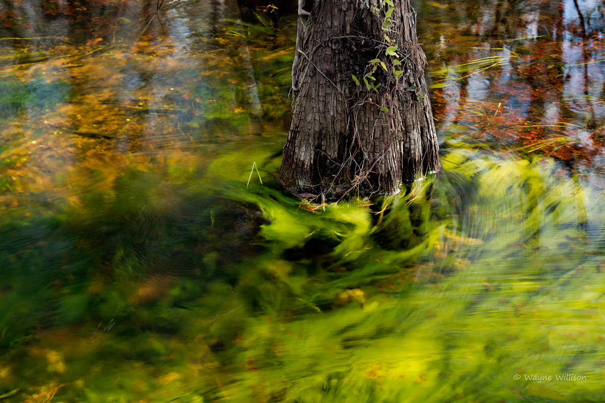 Cypress and Fall Color