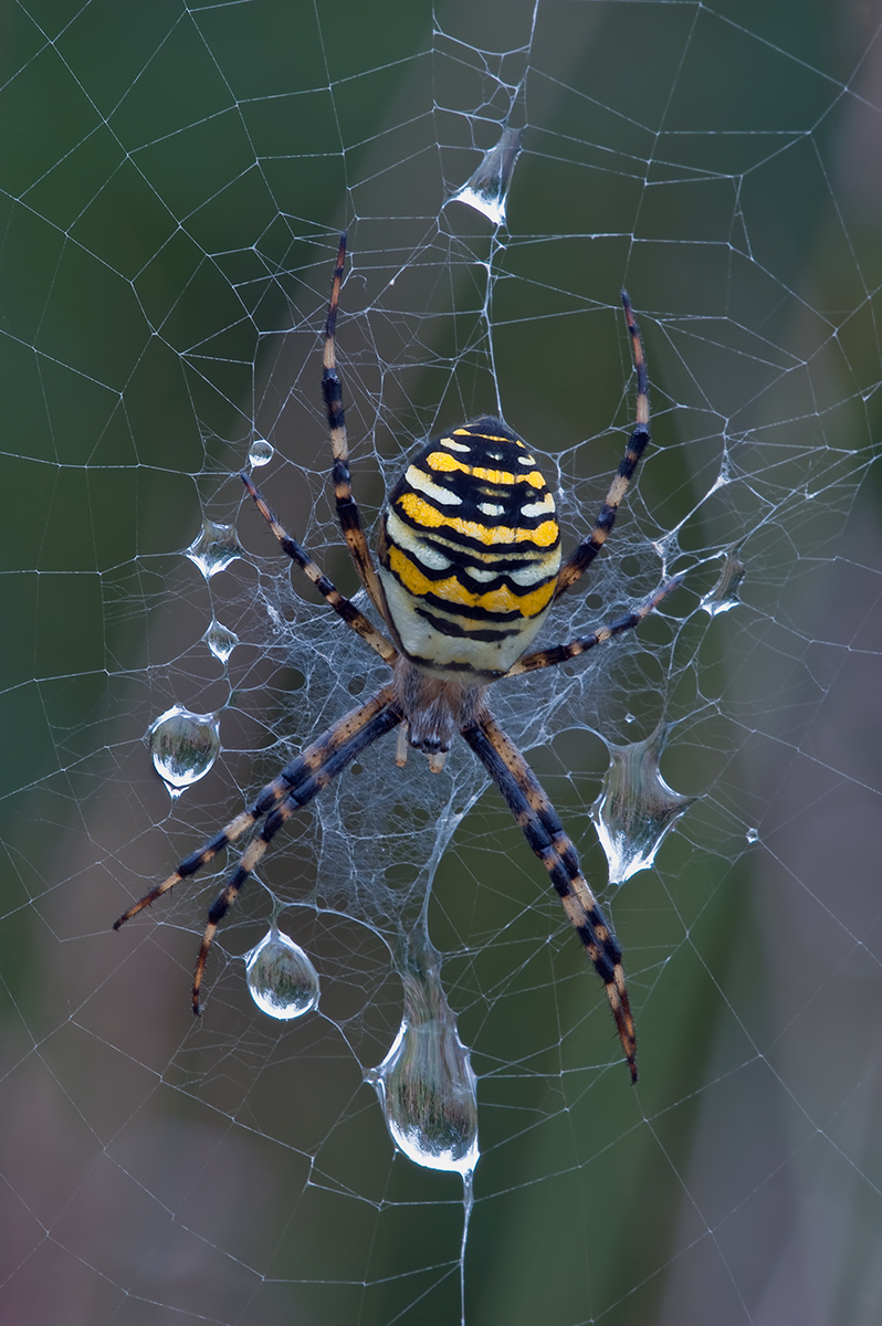 Rainy day Wasp Spider