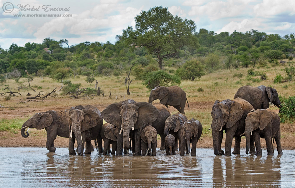 The Thirsty Herd