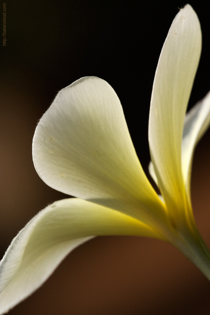 Plumeria