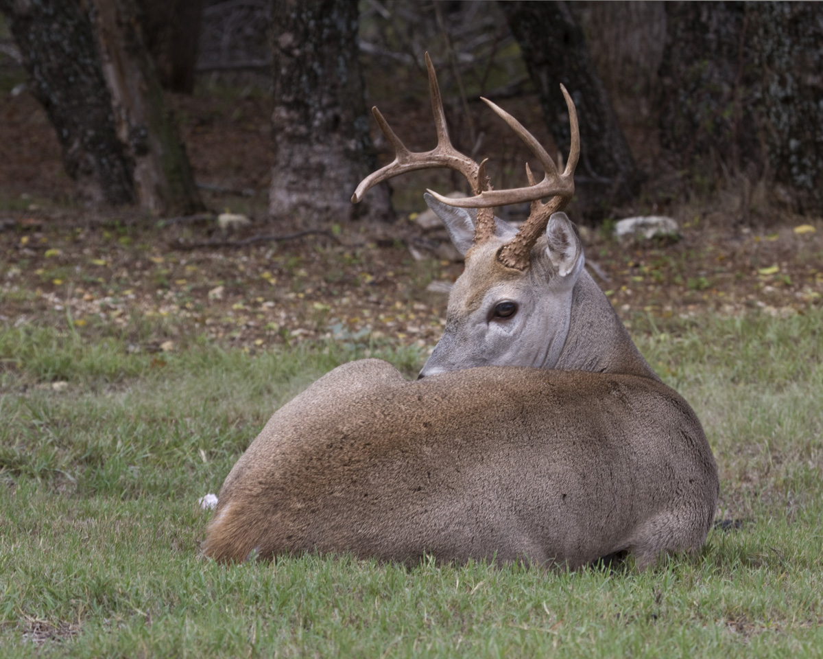 Bedded Buck