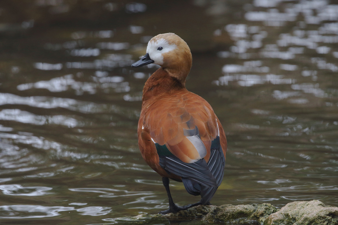 High ISO Rudy Shelduck