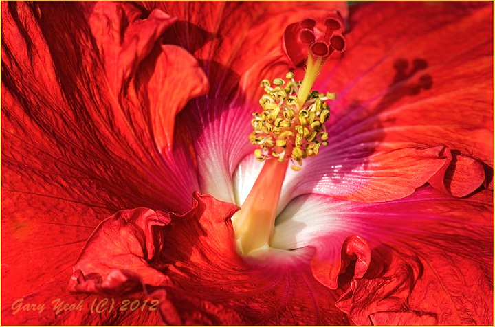 Swirling ruffles